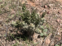 Cylindropuntieae