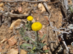 Erigeron aphanactis congestus