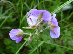 Geranium platyanthum