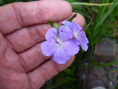 Geranium platyanthum