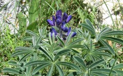 Lupinus micranthus