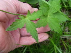 Geranium platyanthum