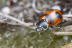 Hippodamia oregonensis