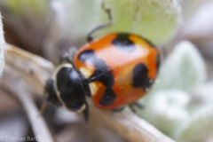 Hippodamia oregonensis