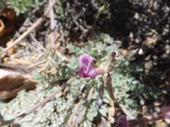 Astragalus leucolobus