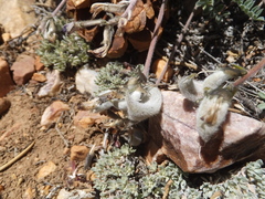 Astragalus leucolobus