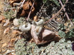 Astragalus leucolobus