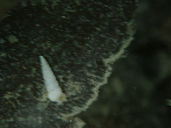 Turbonilla lactea