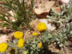 Erigeron aphanactis congestus