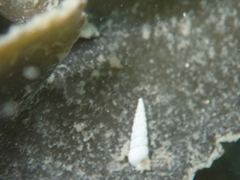 Turbonilla lactea