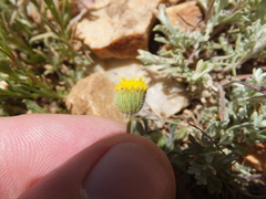 Erigeron aphanactis congestus