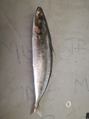 Decapterus macrosoma