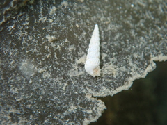 Turbonilla lactea