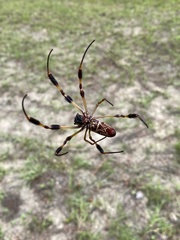 Trichonephila clavipes image