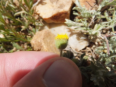 Erigeron aphanactis congestus