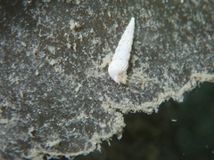 Turbonilla lactea