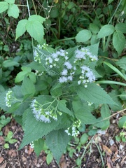 Ageratina altissima