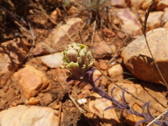 Castilleja cinerea