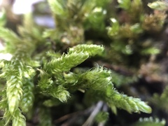 Hypnum cupressiforme cupressiforme