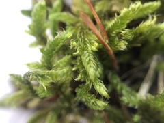 Hypnum cupressiforme cupressiforme