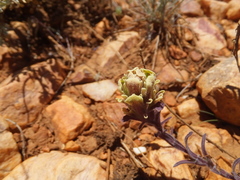 Castilleja cinerea
