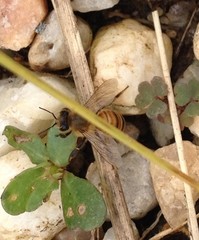 Apis mellifera