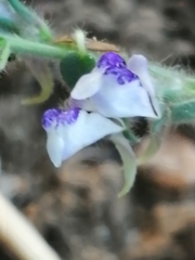Kickxia lanigera