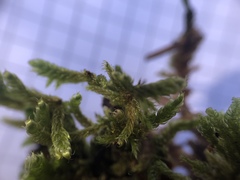 Hypnum cupressiforme cupressiforme