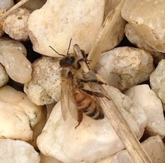 Apis mellifera