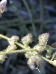 Kickxia lanigera