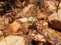Castilleja cinerea