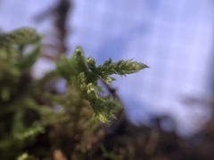 Hypnum cupressiforme cupressiforme