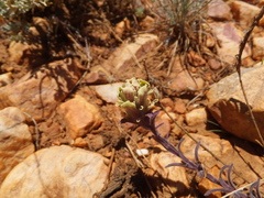 Castilleja cinerea