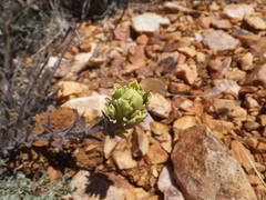 Castilleja cinerea