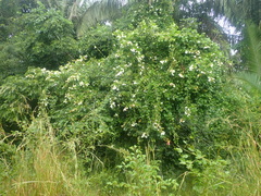 Fridericia florida