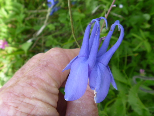 Image of Aquilegia flabellata by (c) Bruce Calvert, some rights reserved (CC BY)