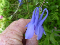 Aquilegia flabellata