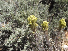Castilleja cinerea