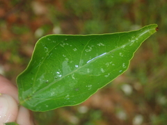 Fridericia florida