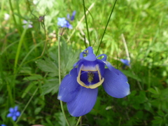 Aquilegia flabellata