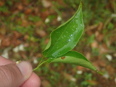 Fridericia florida