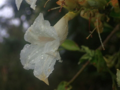 Fridericia florida