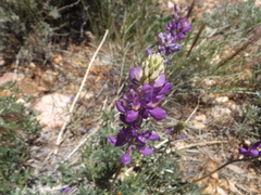 Lupinus excubitus