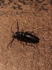 Derobrachus geminatus