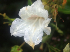 Fridericia florida