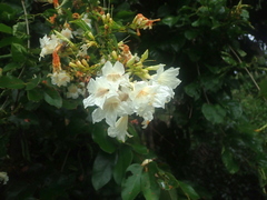 Fridericia florida