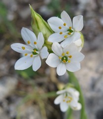 Allium subhirsutum