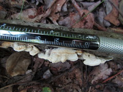 Antrodiella