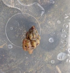 Ocinebrina