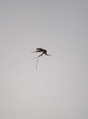 Stegomyia